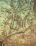 ลายเส้นคู่ขนานลากต่อกันเป็นวงรี มีขนโดยรอบ