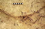 ภาพลายเส้น