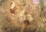 ภาพมือแบบทาบแล้วลงสีเต็มมือและภาพลายเส้นสัญลักษณ์